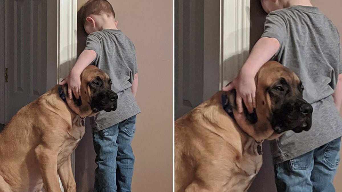 Un chien fidèle tient compagnie à l'enfant pendant sa période de punition pour qu'il ne reste pas seul