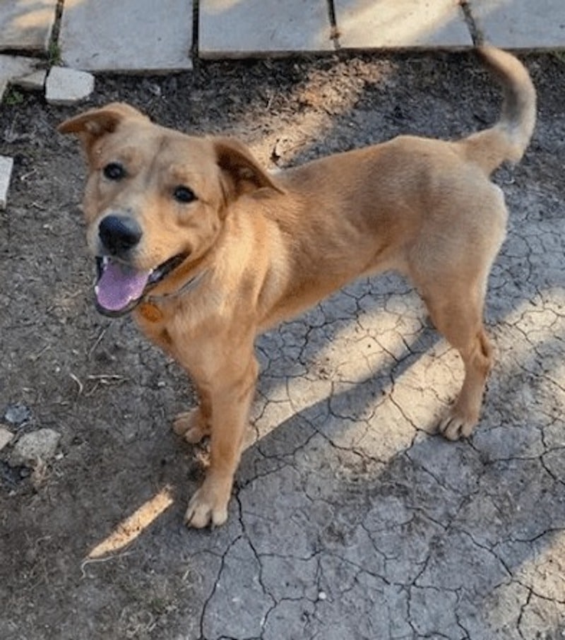 dog