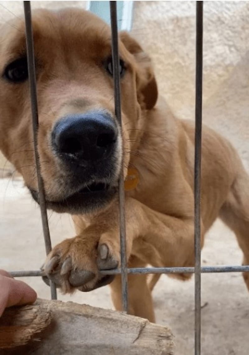 dog