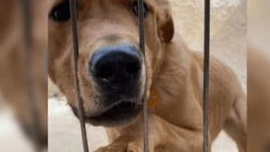 Un chien pleure de tristesse et refuse de manger, il a été rendu 3 jours après avoir été adopté