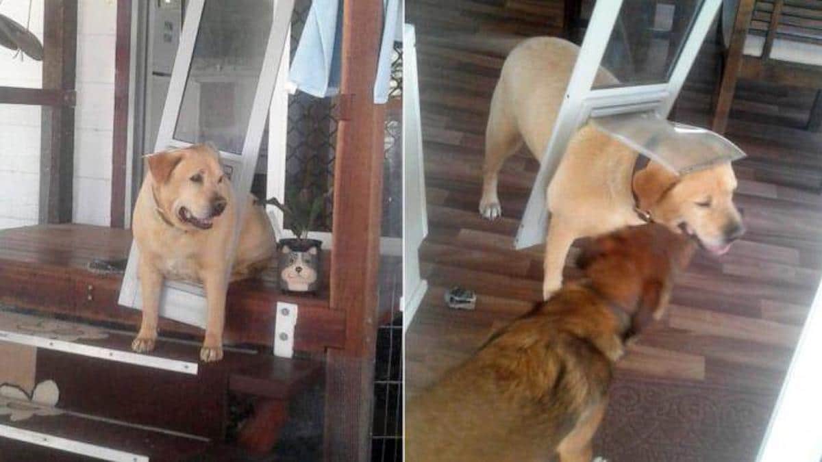 Un chien potelé comprend qu'il doit suivre un régime lorsqu'il reste coincé dans la porte pour chiens