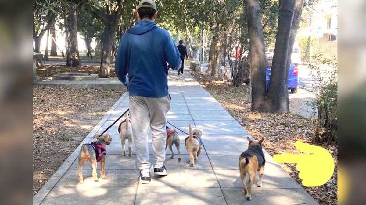 Un chien sans-abri rejoint un groupe d'animaux de compagnie qu'un jeune homme promène pour jouer avec eux
