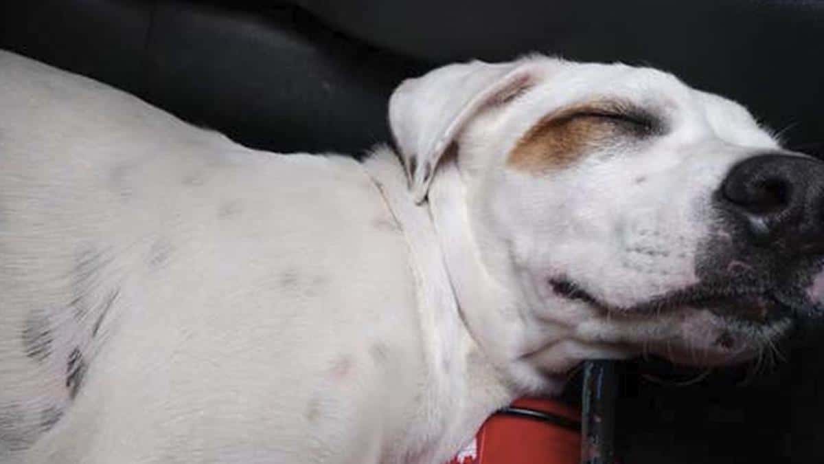 Un chien sans abri saute dans la voiture d'un homme et s'endort immédiatement