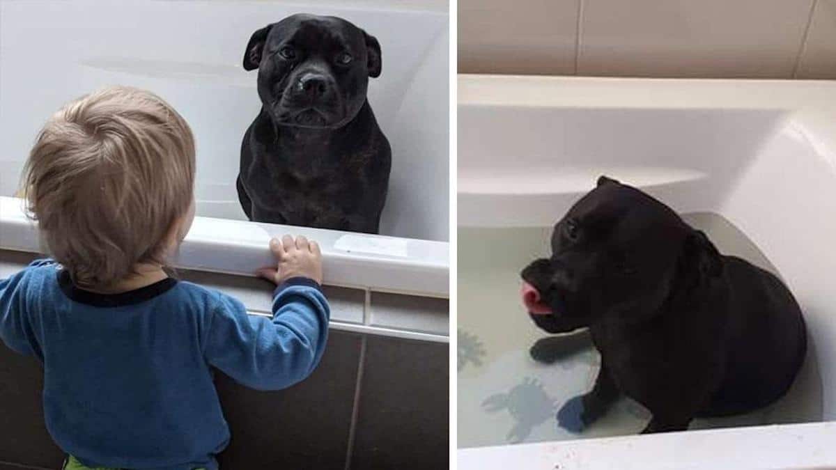 Un chien se faufile dans la maison du voisin pour participer au bain des enfants tous les soirs