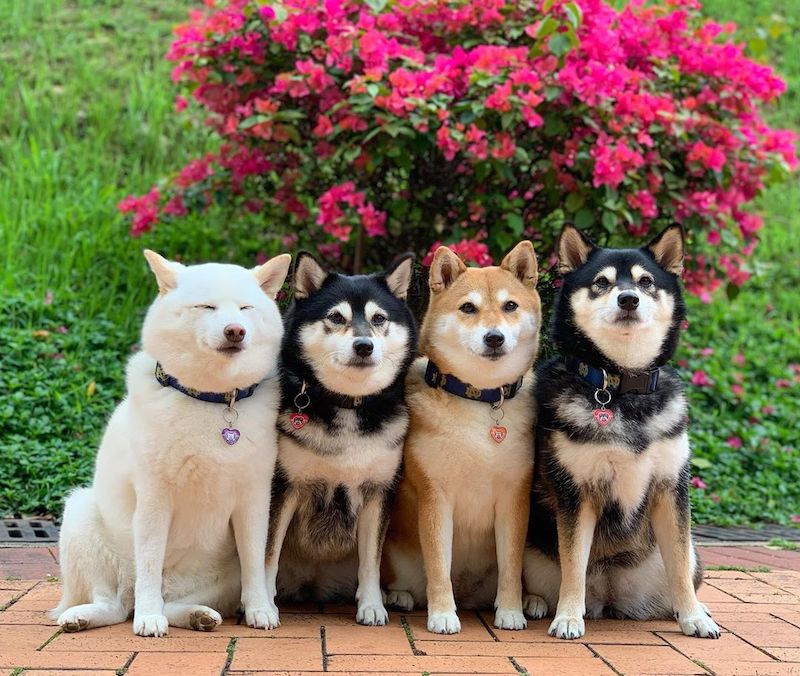 shiba inus