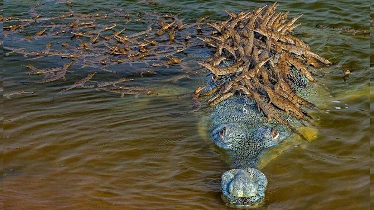 Un crocodile en voie de disparition porte ses 100 petits sur son dos pour les protéger