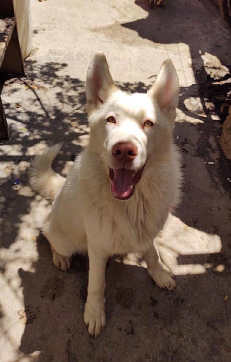 dog