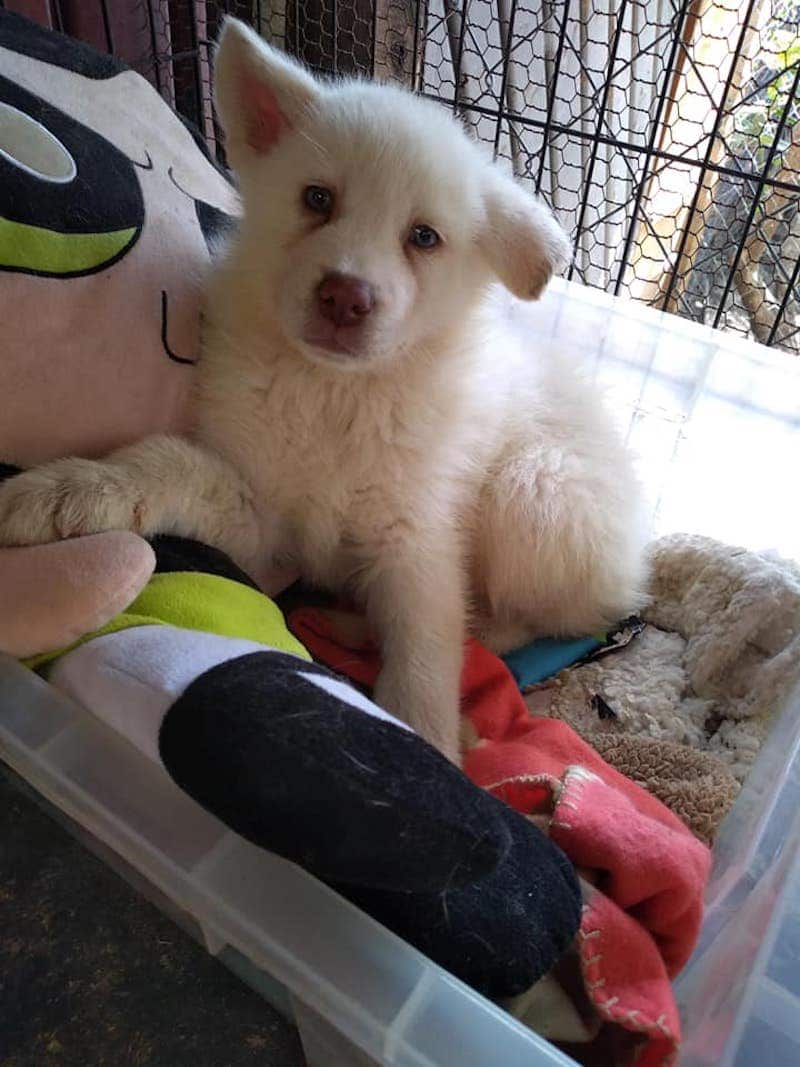 dog
