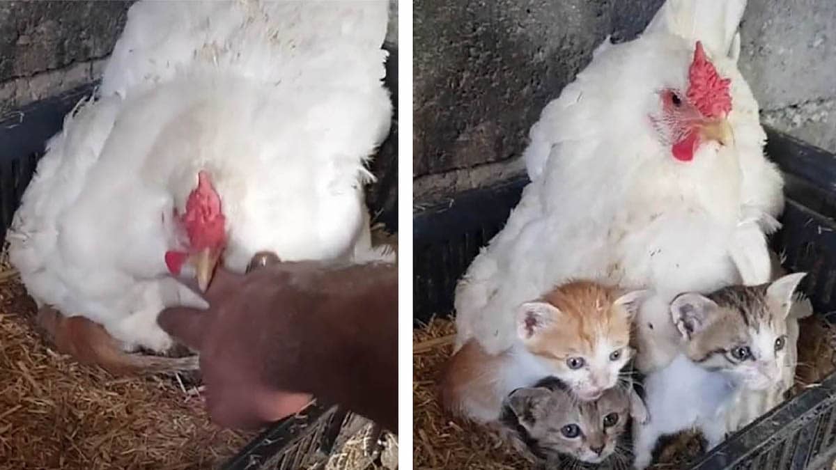 Un homme découvre que sa poule s'occupe de trois chatons orphelins et le capture en vidéo