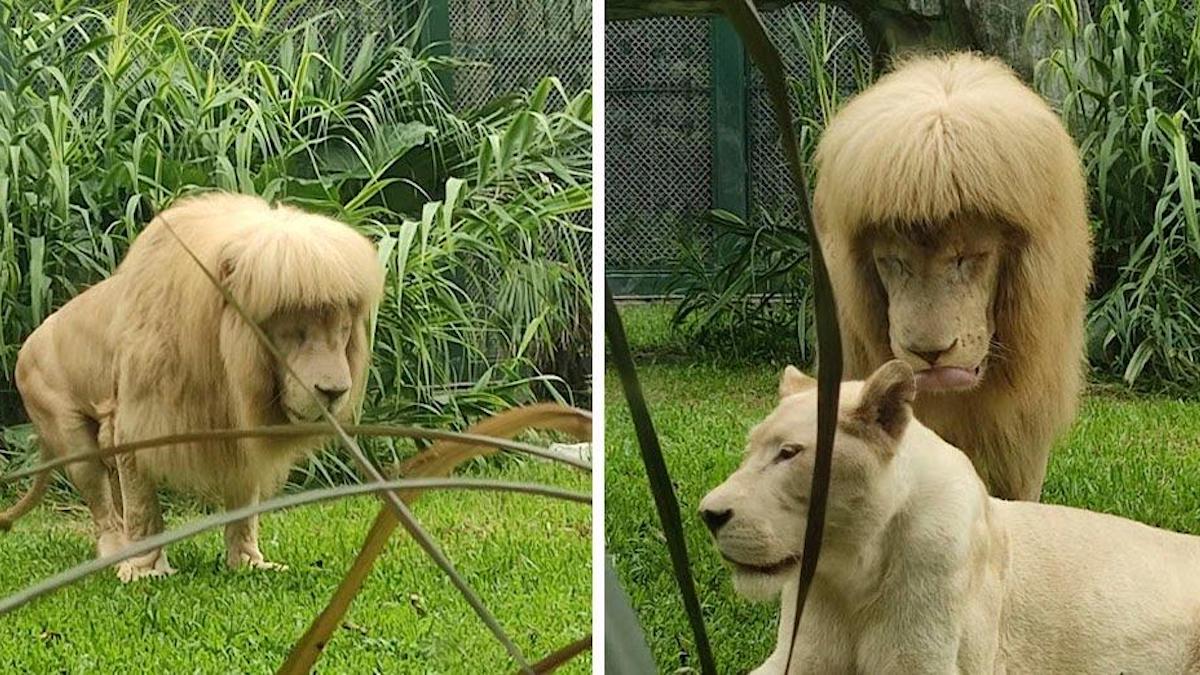 Un lion avec une coupe de cheveux des années 80 a été laissé ainsi car l'humidité a lissé sa crinière