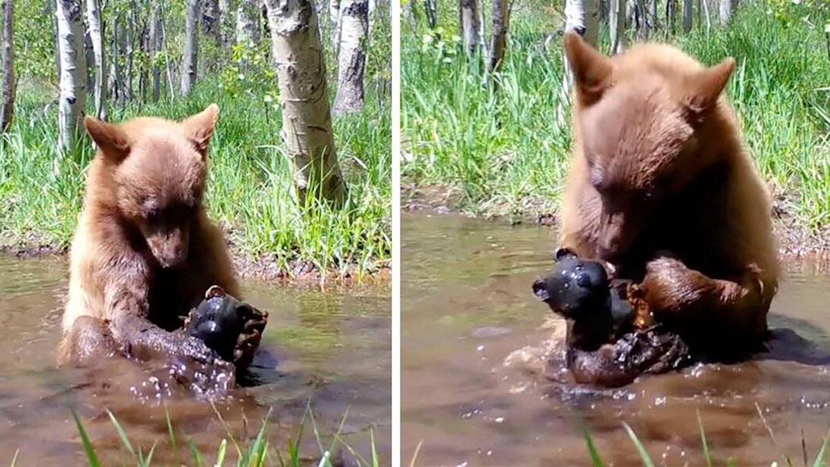 Une caméra filme un petit ours qui se baigne avec un ours en peluche qu'il a trouvé
