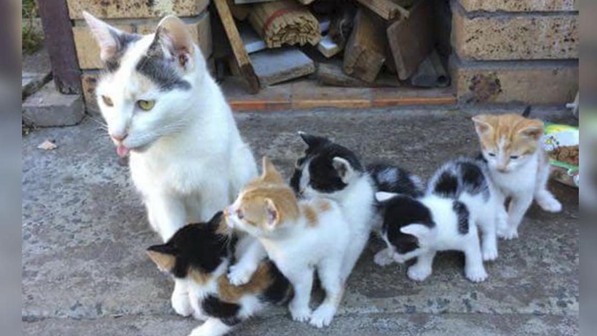 Une chatte a gardé ses bébés en sécurité et les a nourris, même si elle n'avait rien à manger