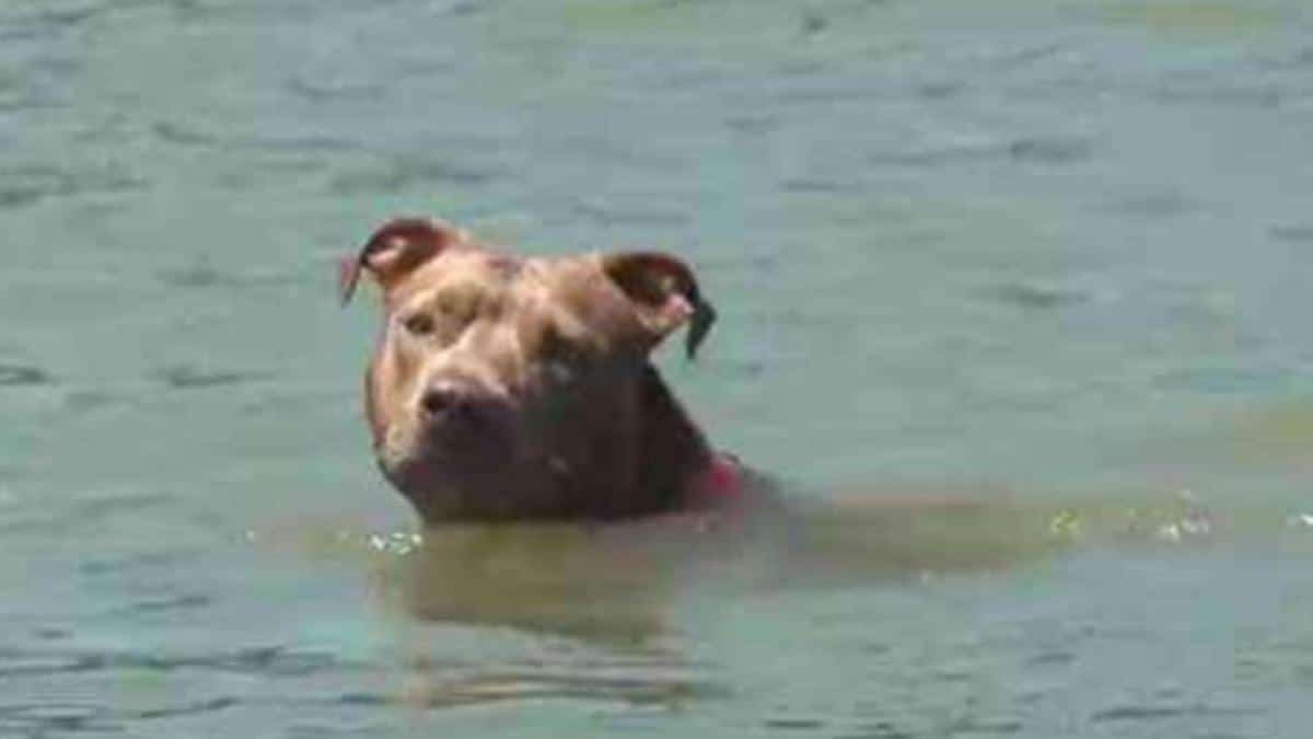 Une chienne a nagé 8 kilomètres après être tombé du bateau de son maître...