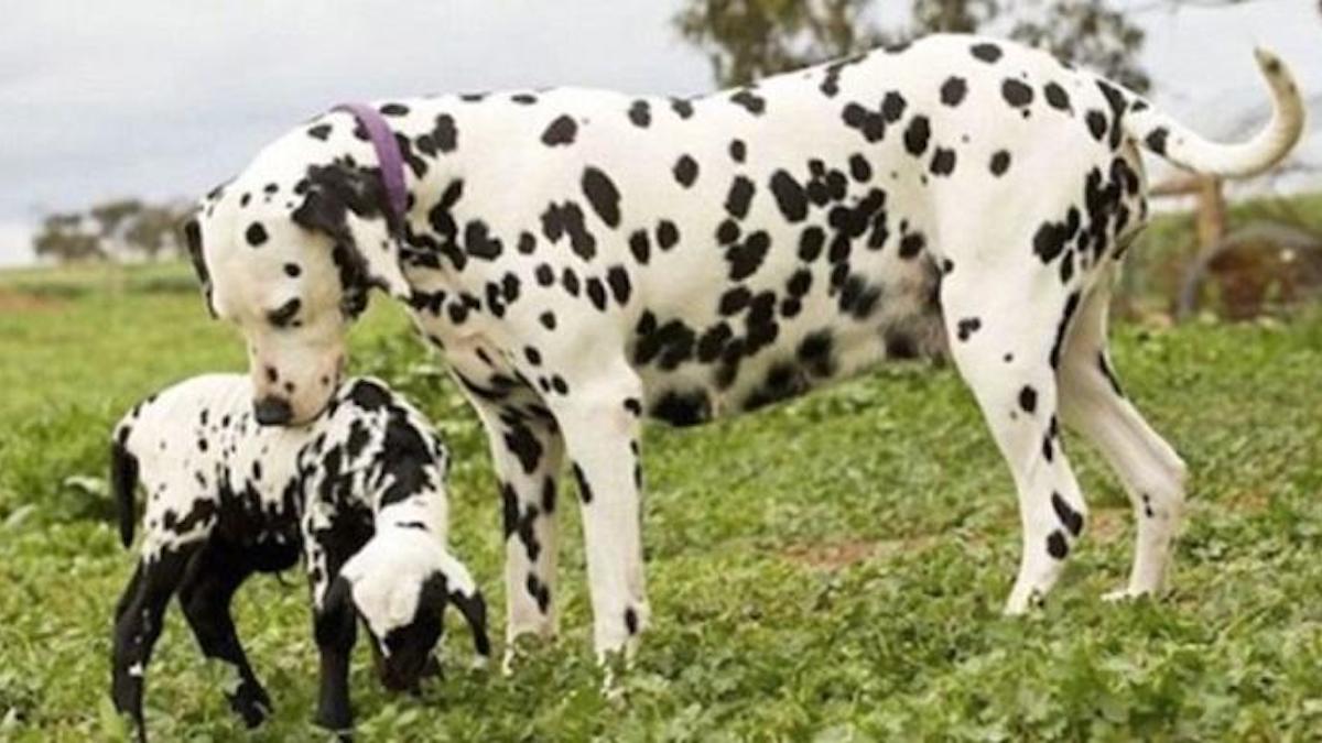 Une chienne dalmatienne a adopté un agneau tacheté qui lui ressemble, magnifique