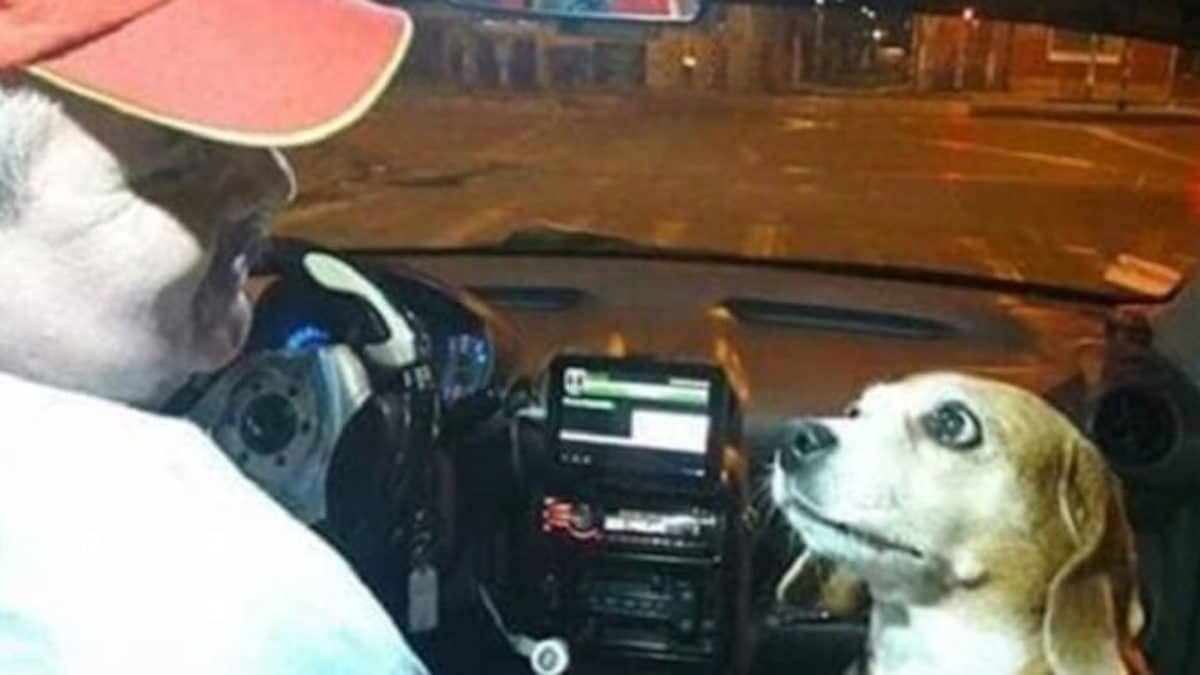 Une chienne fidèle travaille comme chauffeur de taxi avec son maître la nuit pour fournir un service de luxe