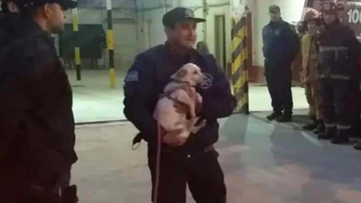 Une chienne secourue honorée pour ses 10 ans de service à la caserne de pompiers