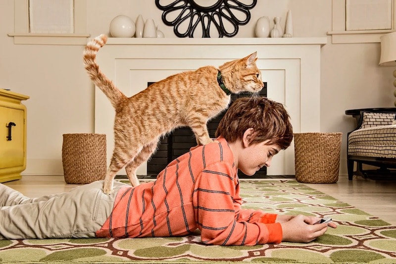 cats