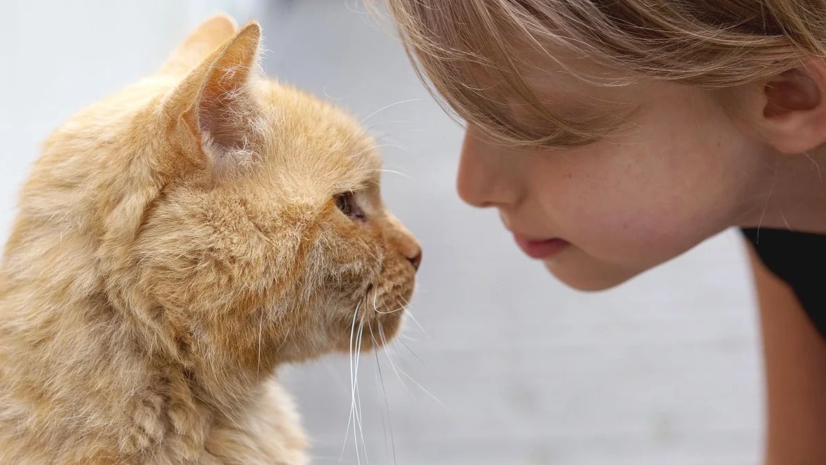 Une étude médicale nous montre vraiment comment les chats nous voient, nous les humains
