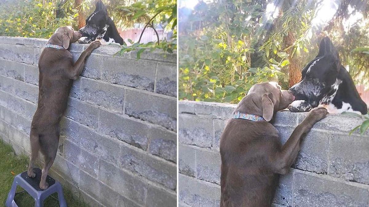 Une famille offre un tabouret au chien pour qu'il puisse rendre visite aux chiens voisins
