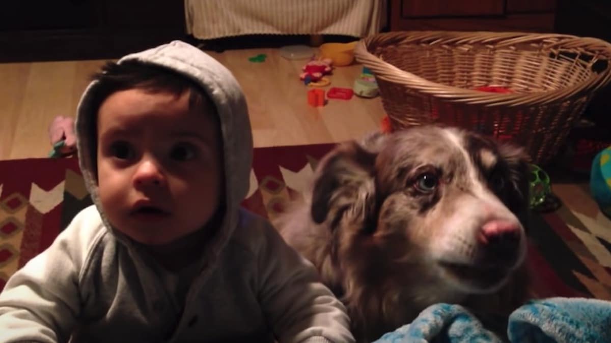 Une vidéo virale montre le moment incroyable où un chien dit le mot "Maman".