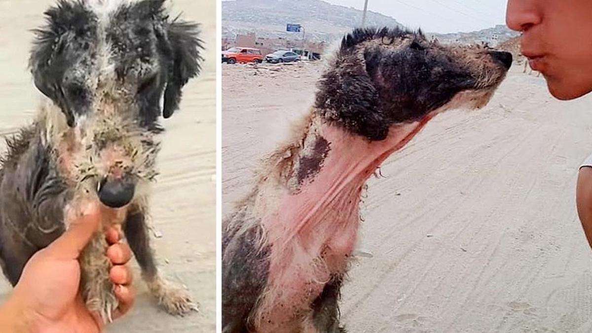 Vidéo: Après avoir été abandonné des années, un chien embrasse son sauveteur qui lui a redonné foi en l'humanité