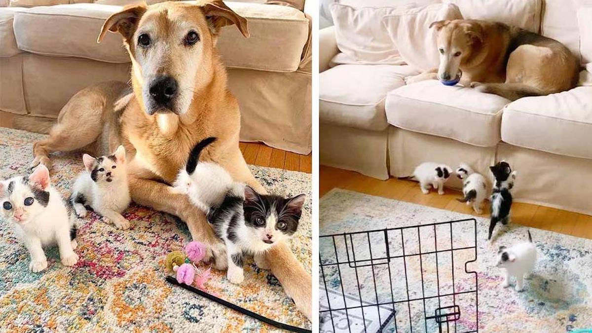 Vidéo : Ces chatons sauvés de la rue adorent un gentil chien et pensent que c'est leur "maman"