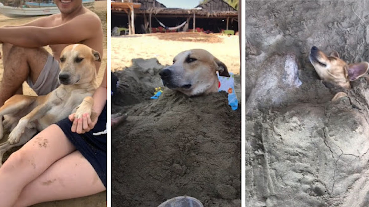 Vidéo : ces chiens errants passent la journée sur la plage avec des inconnus et se laissent enterrer dans le sable