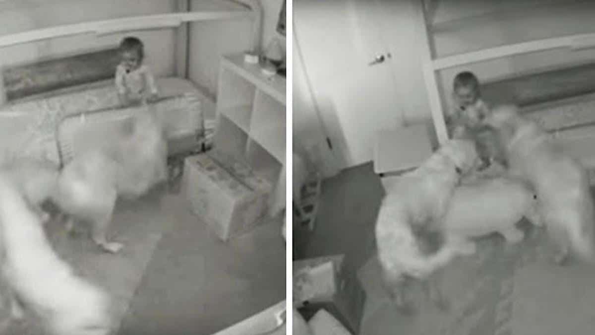 Vidéo : Ces chiens pénètrent dans la chambre du bébé et le convainquent de "voler" de la nourriture
