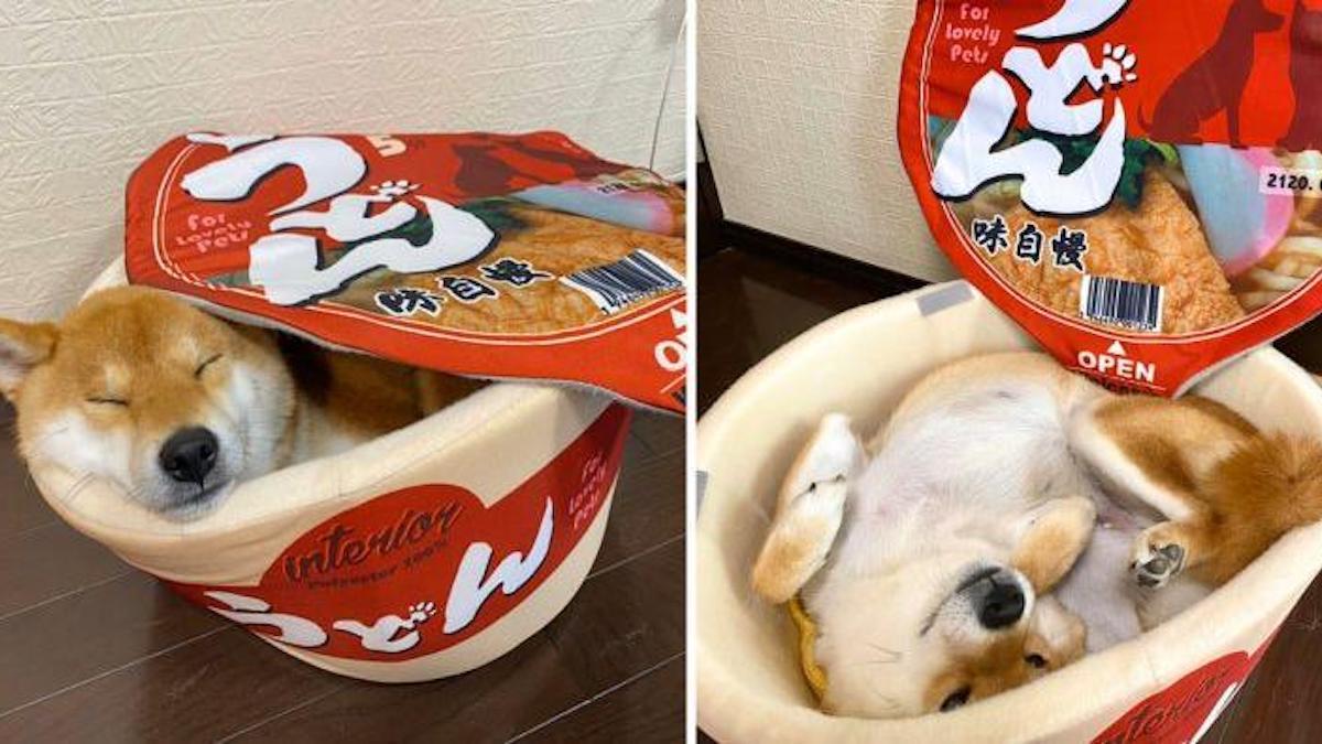 Vidéo : Ces lits pour animaux de compagnie Noodle Cup font fureur, franchement nous ne savons pas quoi en penser