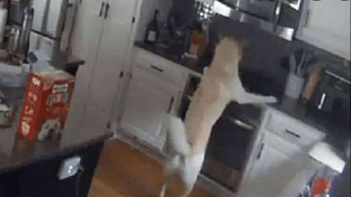 Vidéo : C'était un accident ! Un chien provoque un incendie dans une maison, après avoir allumé une cuisinière