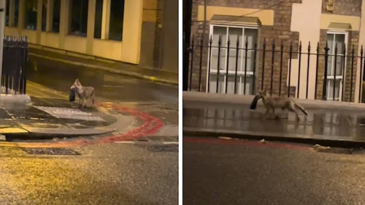 Vidéo : Des amis capturent la scène d'un renard qui se promène avec un sac Gucci à Londres