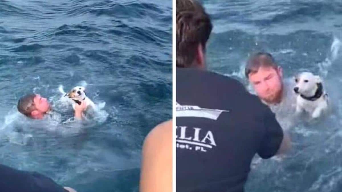 Vidéo : Des jeunes plongent dans la mer pour sauver un chien à la dérive
