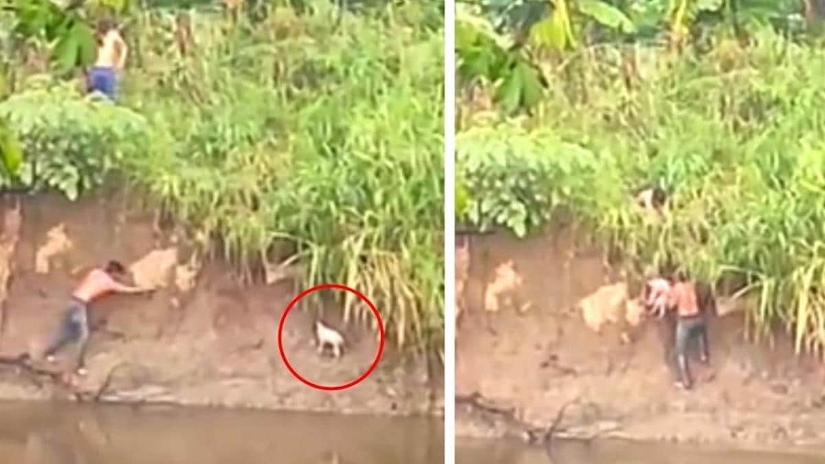 Vidéo : Des jeunes vont dans la rivière avec des crocodiles pour sauver un chien abandonné