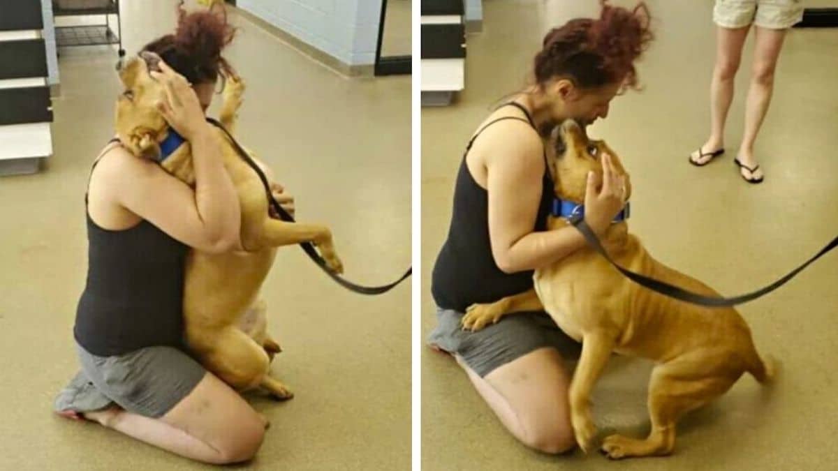 Vidéo : Elle part à la recherche d'un animal à adopter et retrouve le chien qu'elle a perdu il y a 2 ans