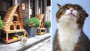 Vidéo: Ils installent des maisons pour chats errants et améliorent la vie de milliers de chats