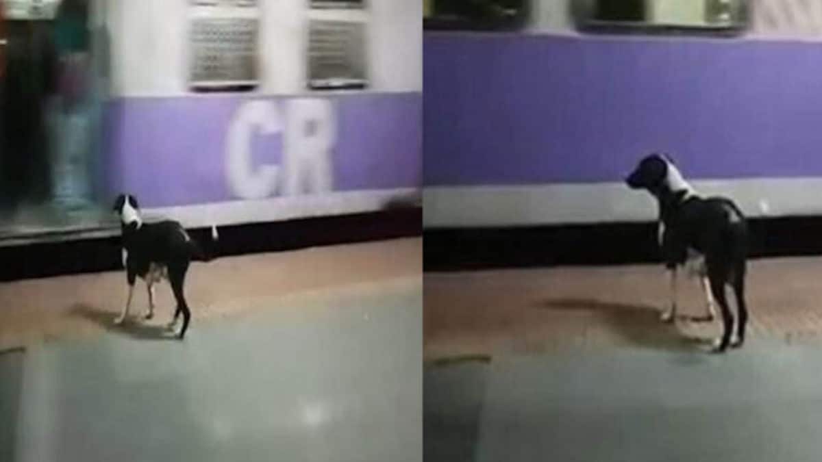 Vidéo : La grande histoire de la chienne qui attend nuit après nuit le même train de 23h