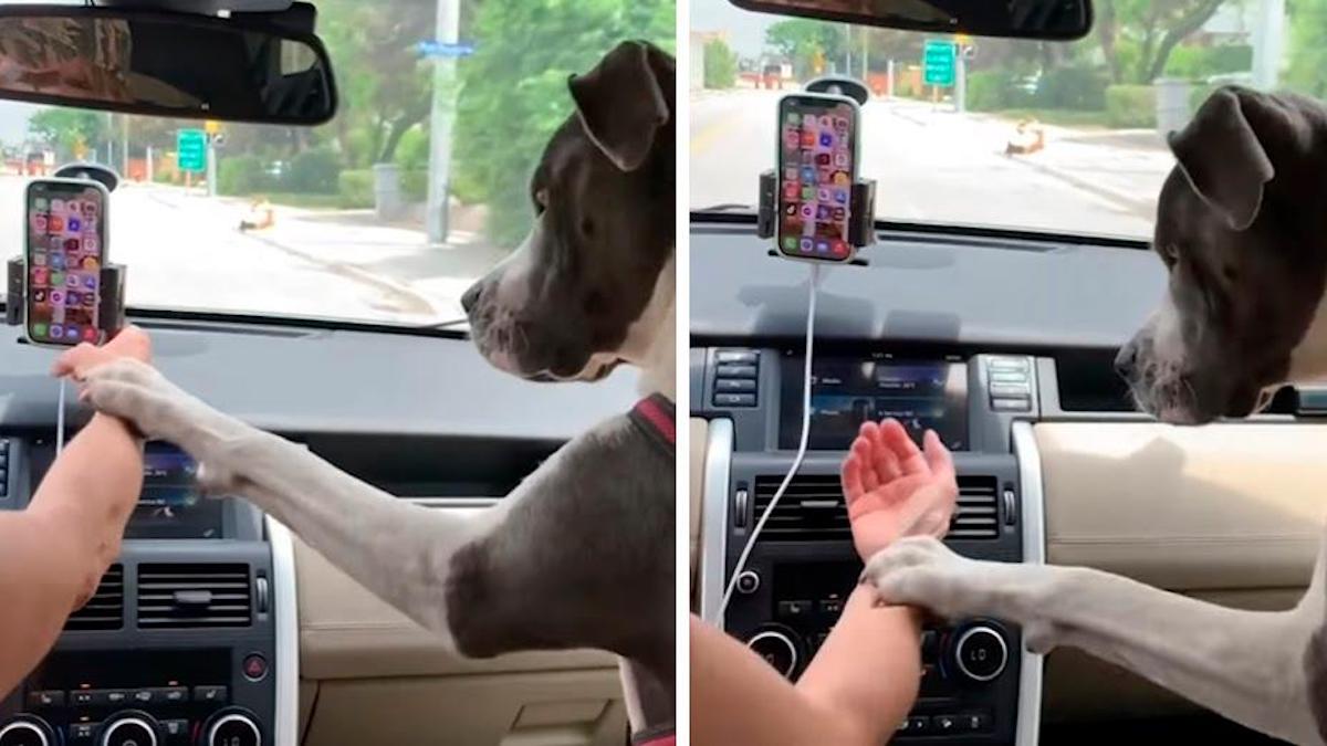 Vidéo : Le chien s'énerve contre sa maîtresse chaque fois qu'elle essaie d'utiliser son téléphone portable en conduisant