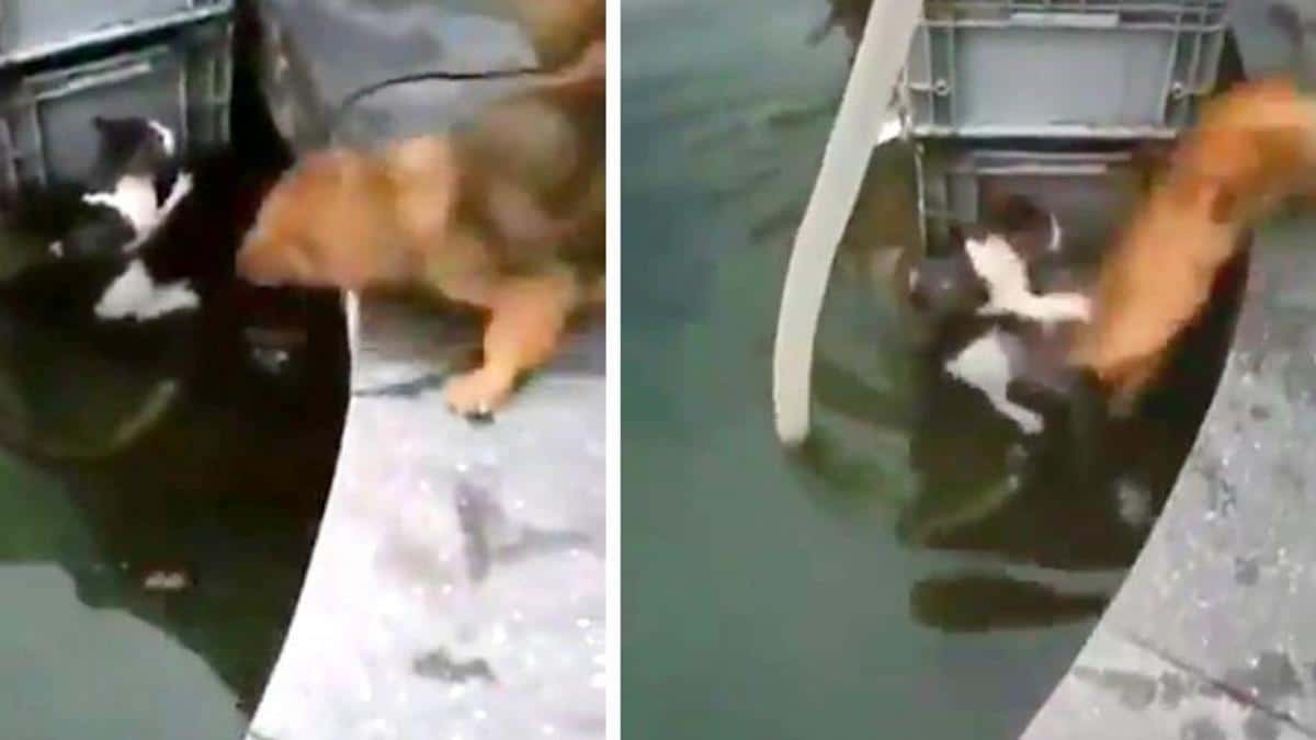 Vidéo poignante : Un chien court pour aider un chat qui grelotte de froid dans l'eau