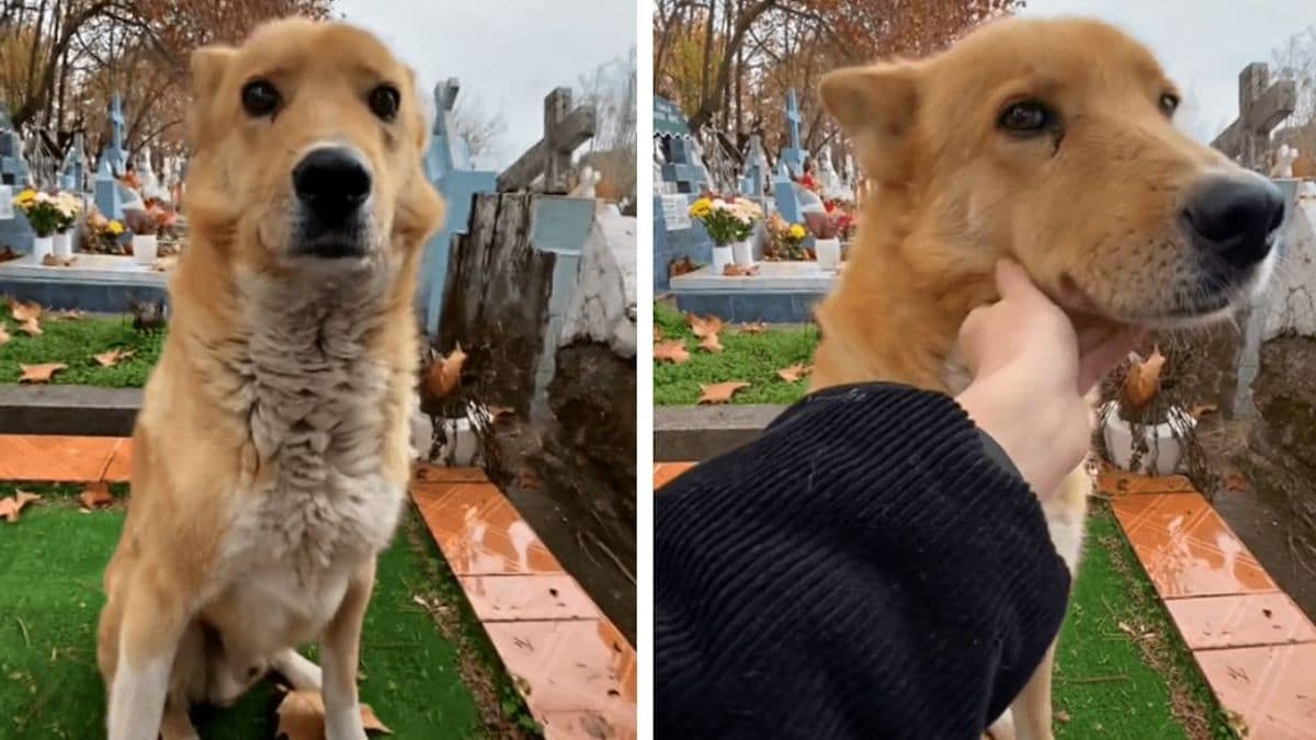 Vidéo poignante : Un chien vient réconforter une jeune fille qui pleure au cimetière...