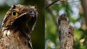 Vidéo : Rencontrez l'oiseau fantôme, il se camoufle parfaitement dans les arbres car il ressemble à une branche