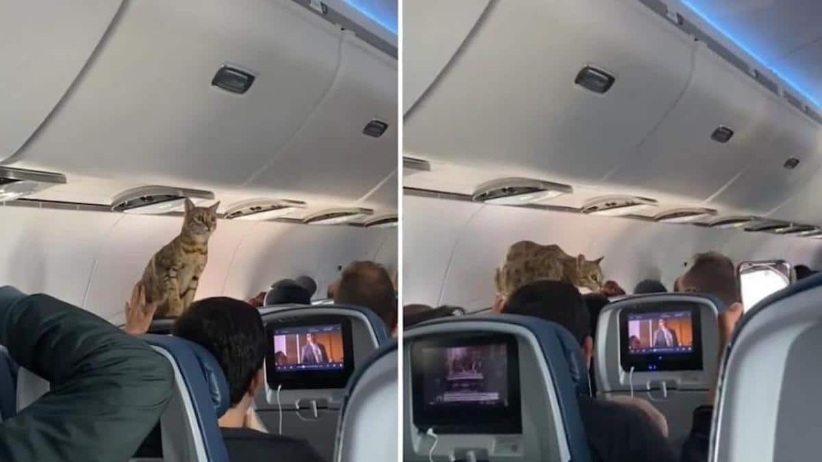 Vidéo TikTok Virale : Un chat s'est échappé de la première classe et a couru partout dans l'avion