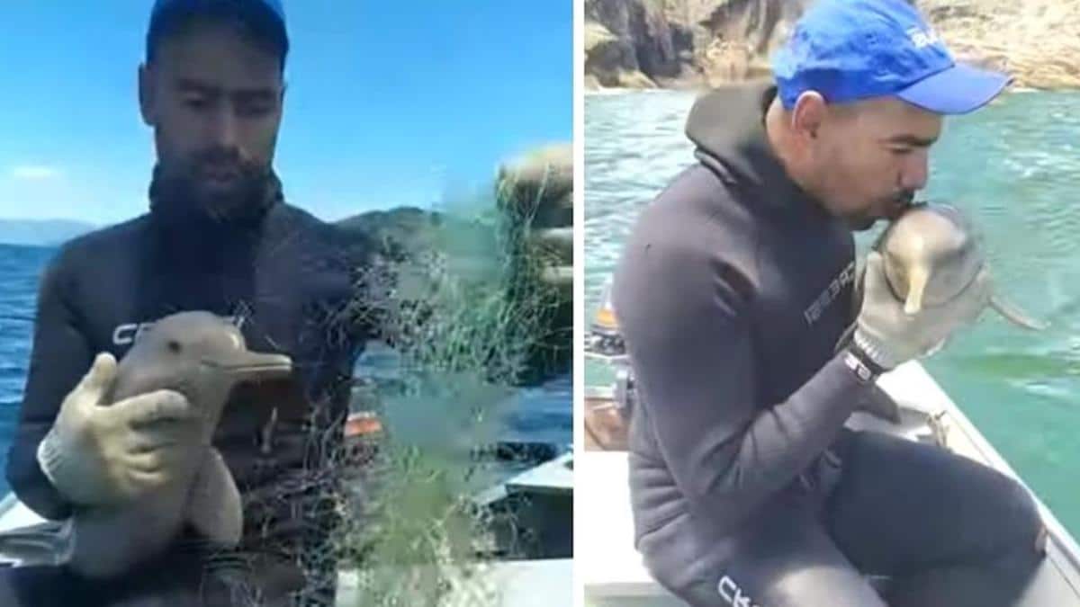 Vidéo : Un bébé dauphin s'approche d'un bateau pour lui demander de lui sauver la vie