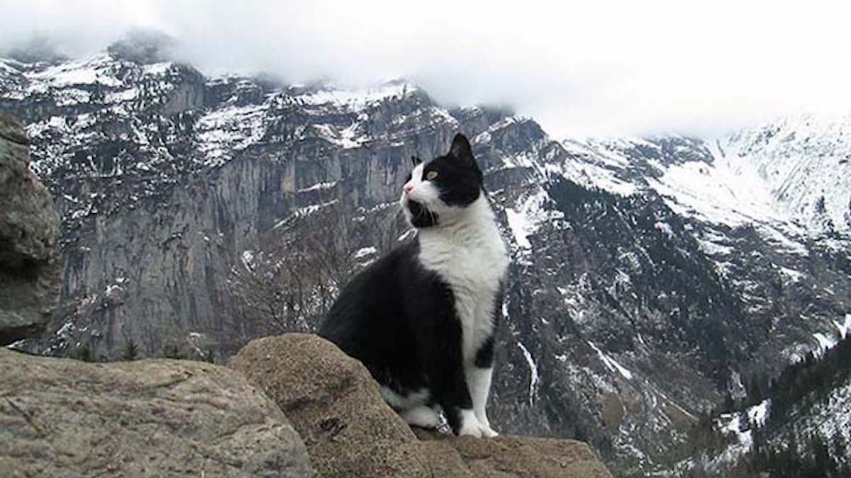 Vidéo : Un chat a guidé un homme perdu en haut d'une montagne, ce n'est pas la 1ère fois qu'il le fait