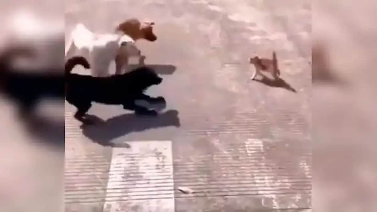 Vidéo : Un chat courageux montre qui est le patron dans le quartier, il s'attaque à 3 énormes chiens