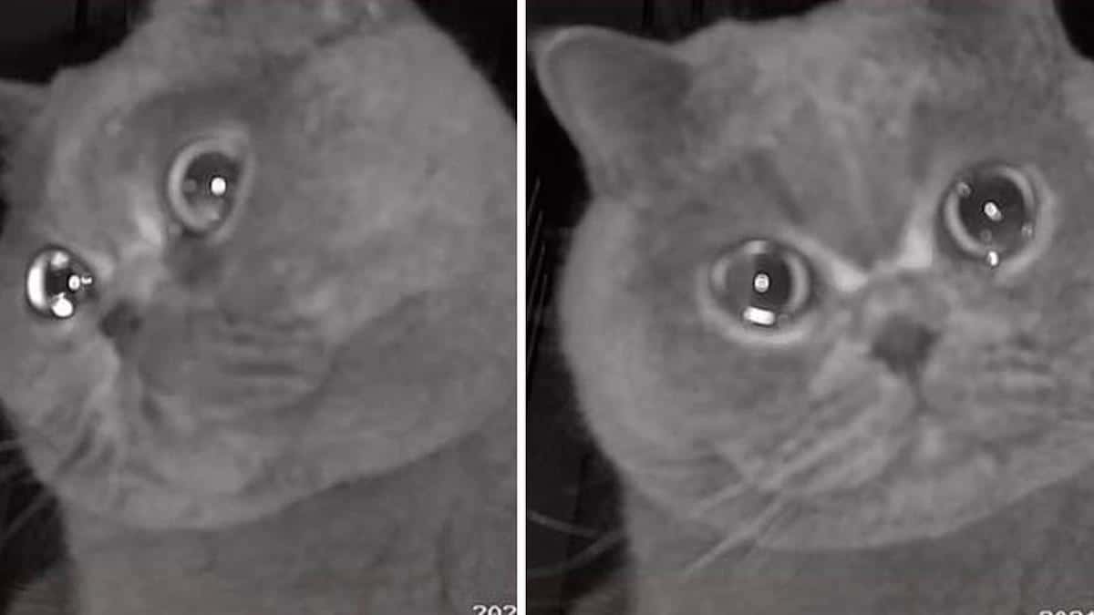 Vidéo : Un chat pleure devant une caméra de surveillance après avoir été laissé seul à la maison pendant les vacances