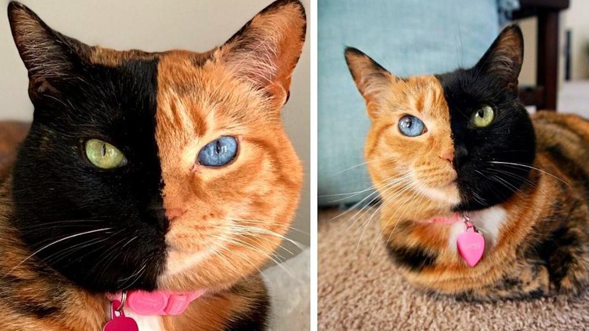 Vidéo : Un chaton né avec deux visages et des yeux de couleurs différentes, sublime