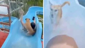 Vidéo : Un chien accompagne sa maîtresse dans un parc aquatique et descend le toboggan