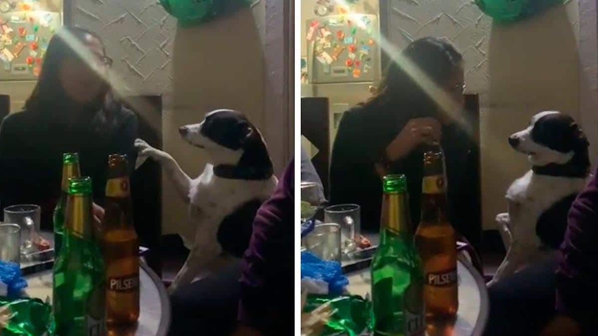 Vidéo : Un chien accompagne son maître à une fête et le presse de rentrer tôt à la maison
