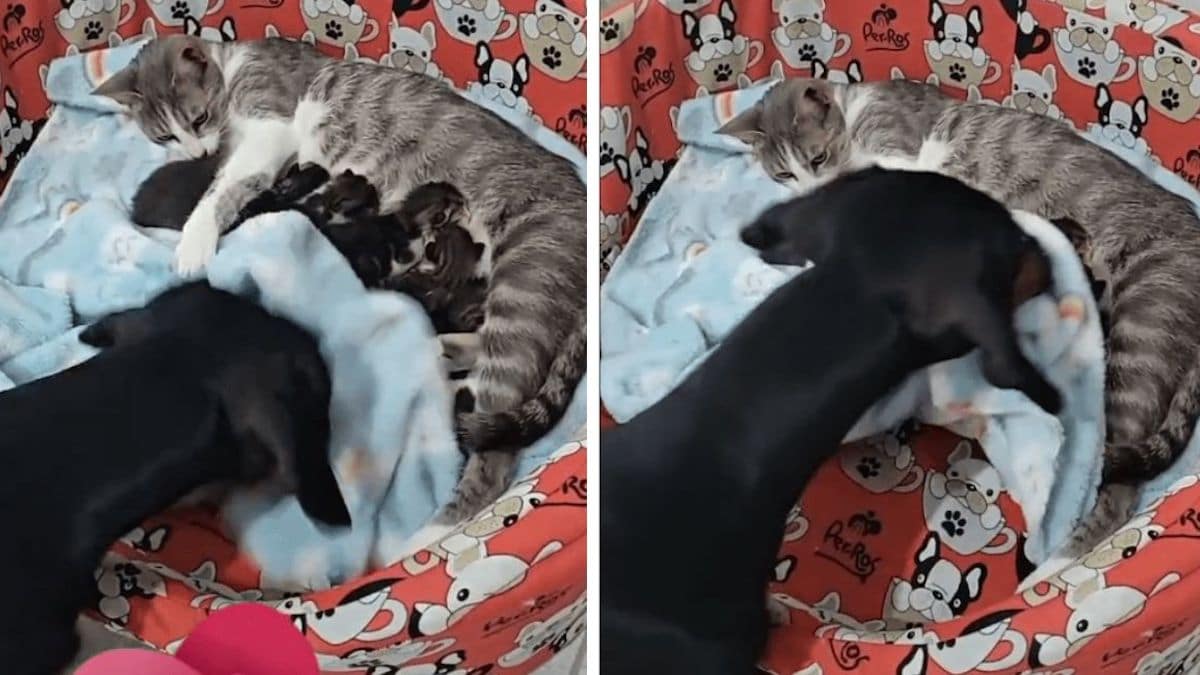 Vidéo : Un chien aide les bébés de sa compagne chat et les borde pour qu'ils n'aient pas froid