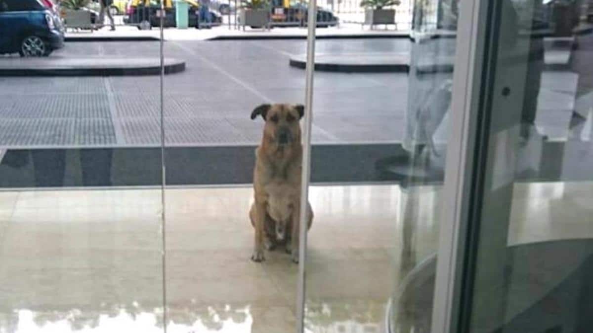 Vidéo : Un chien attend aux portes d'un hôtel l'hôtesse de l'air qui l'a nourri...
